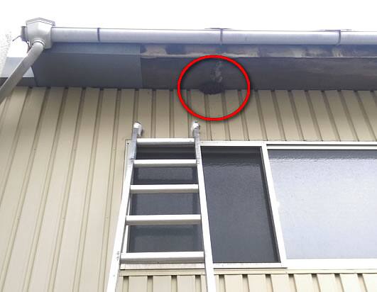 アシナガバチ駆除高所軒下